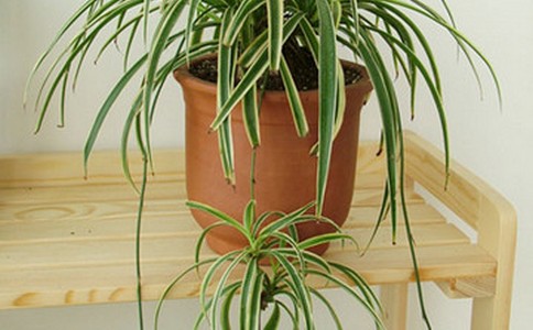 1493085682740430.jpg 甲22.jpg